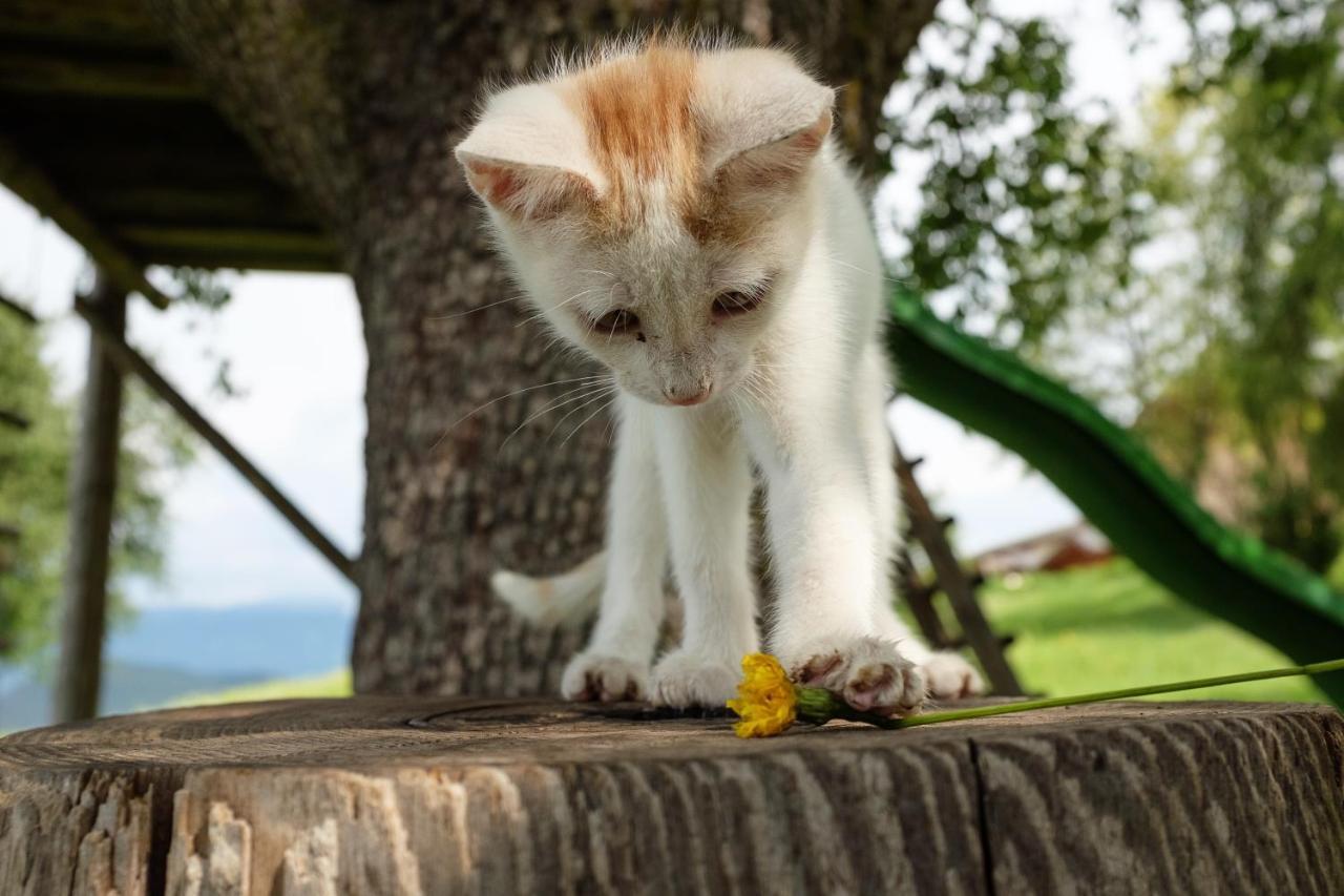 Treffhof Villa Siusi Kültér fotó